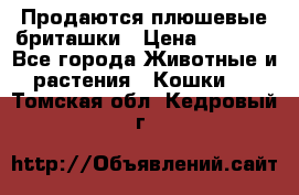 Продаются плюшевые бриташки › Цена ­ 2 500 - Все города Животные и растения » Кошки   . Томская обл.,Кедровый г.